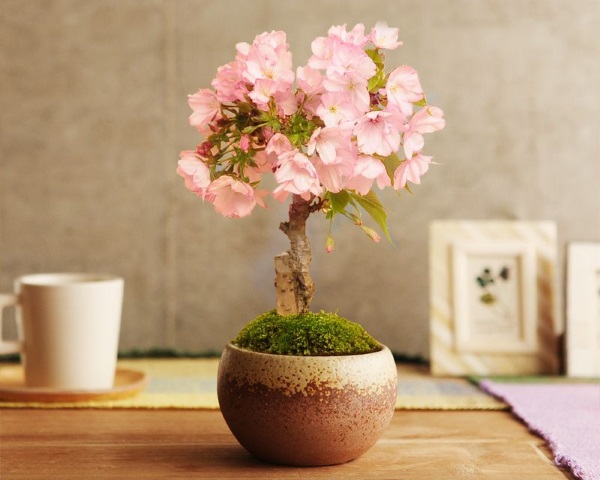 hoa anh đào bonsai