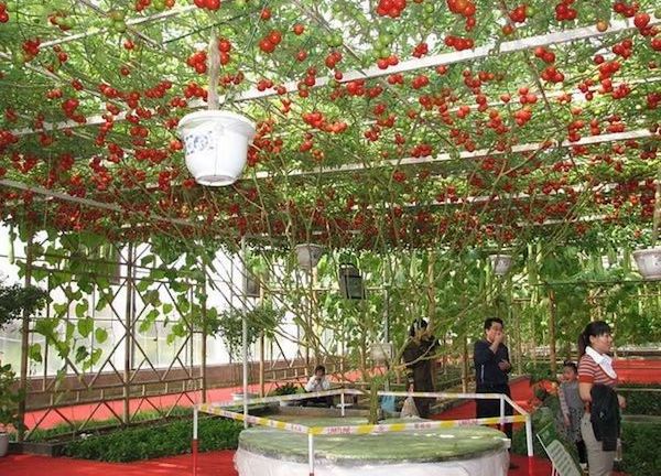 Tomato Tree Organic Seeds Vegetable Tomato seeds "Sprut F1" High-yield