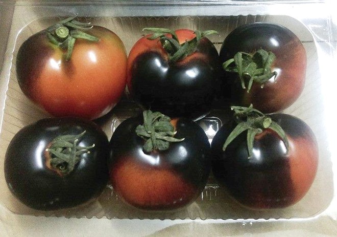 cà chua đen nga