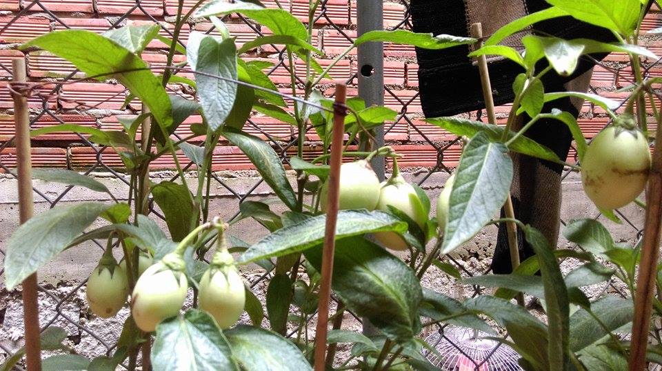 cách trồng dưa pepino