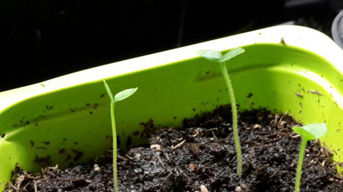 cách trồng dưa pepino tại nhà